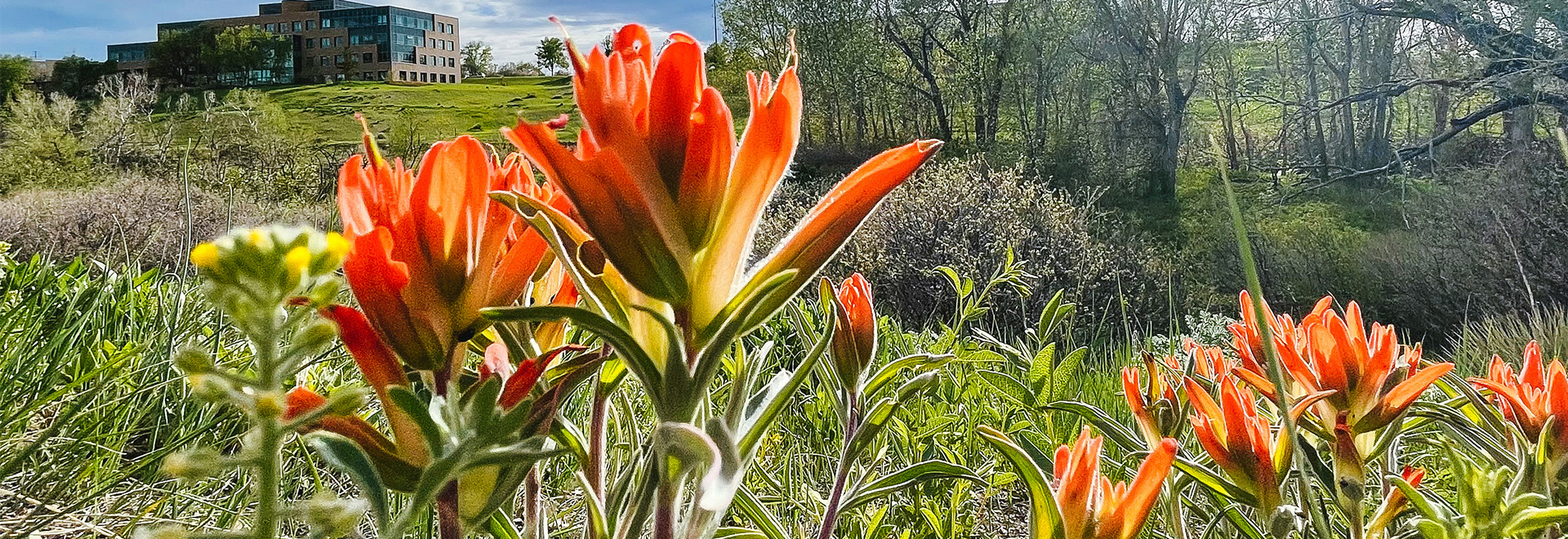 Indian paintbrush flower set against an open space background and a building in the far distance