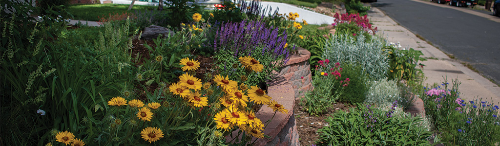 Colorful yellow, purple, red low-water flowers 